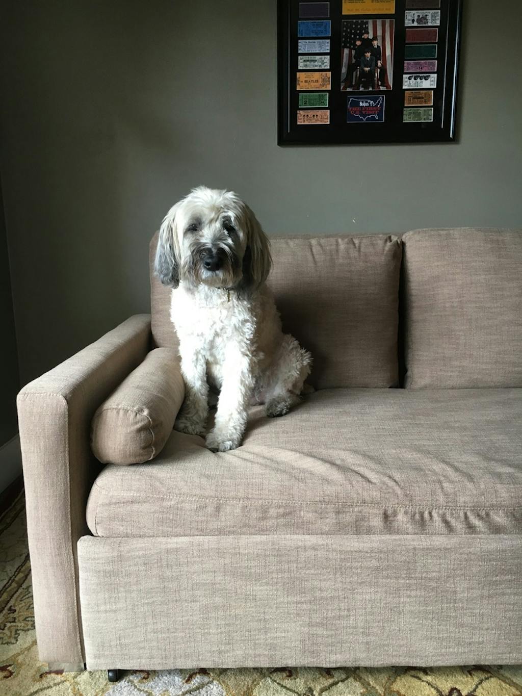 Harmony King Sofa bed with Memory Foam Expand Furniture Folding